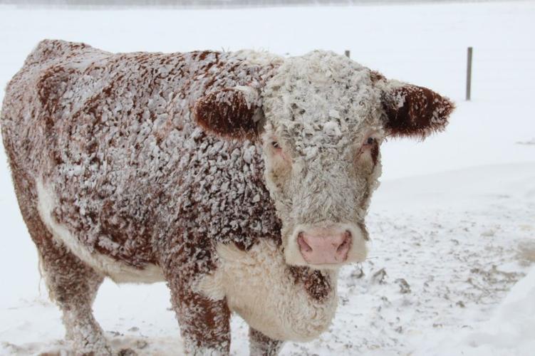 Watch body condition