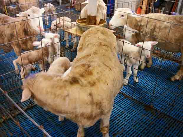 ewes and lamb confinement barn