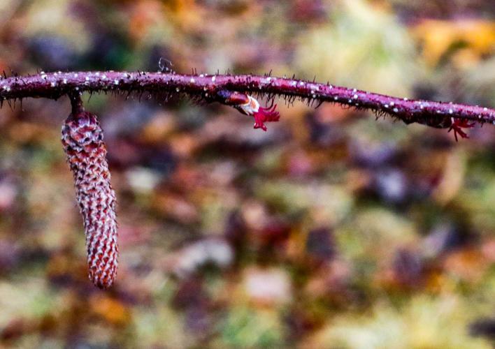 Hazelnut shrub
