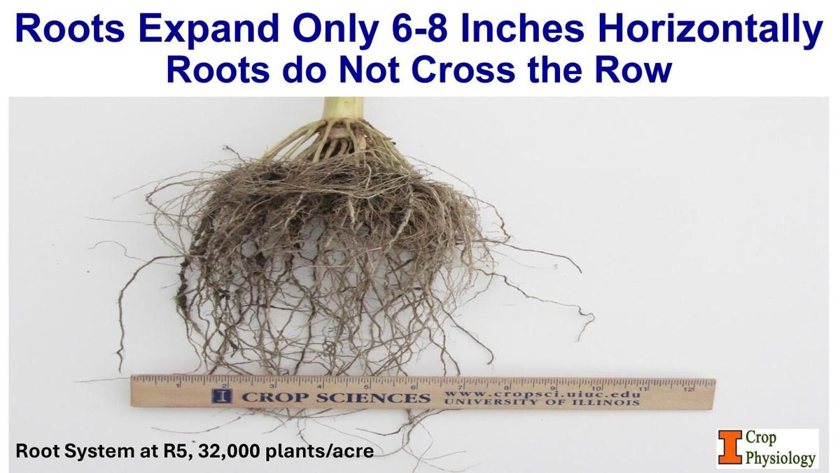 Corn roots expansion