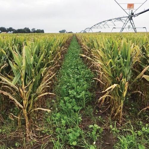 Regenerative ag 2