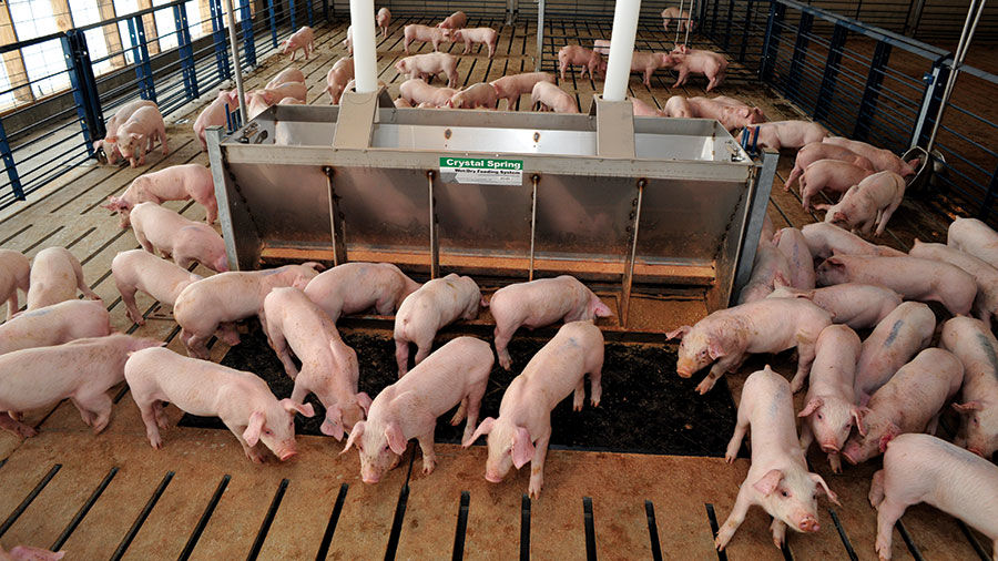young feeder pigs
