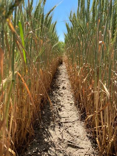 Drought-stressed wheat