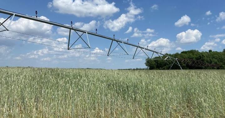 Irrigation can improve production, profits