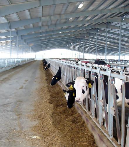 Heifers housed in new tunnel-ventilated barn