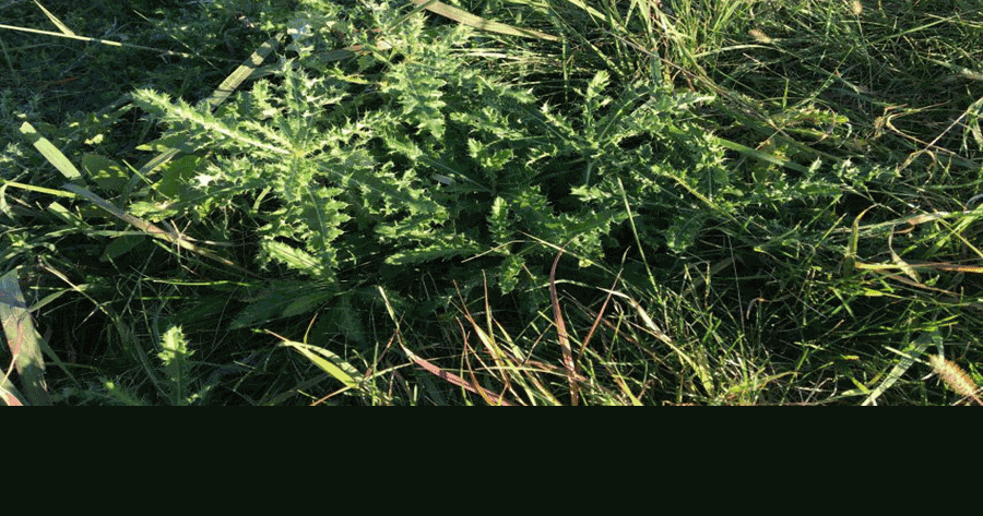 Warmer fall may offer weed control opportunities | Midwest ...