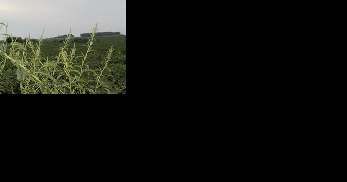 Gene controls herbicide resistance - Vimarsana News