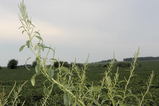 Waterhemp weed with field