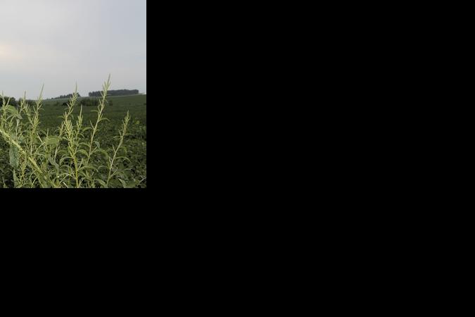 Waterhemp weed with field