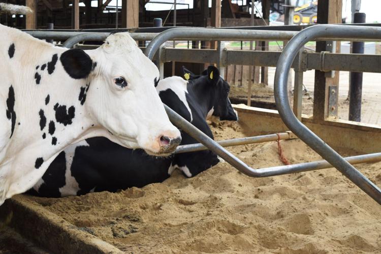 Sand bedding in freestall barn