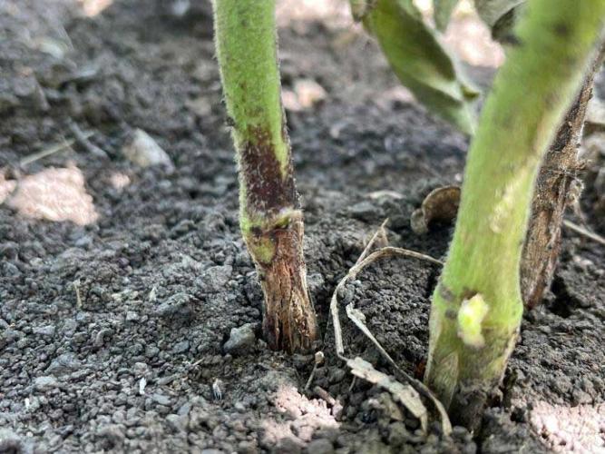 Gall midge base of plant