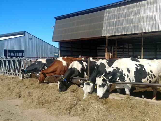 Dry cows with bedded-pack barn behind