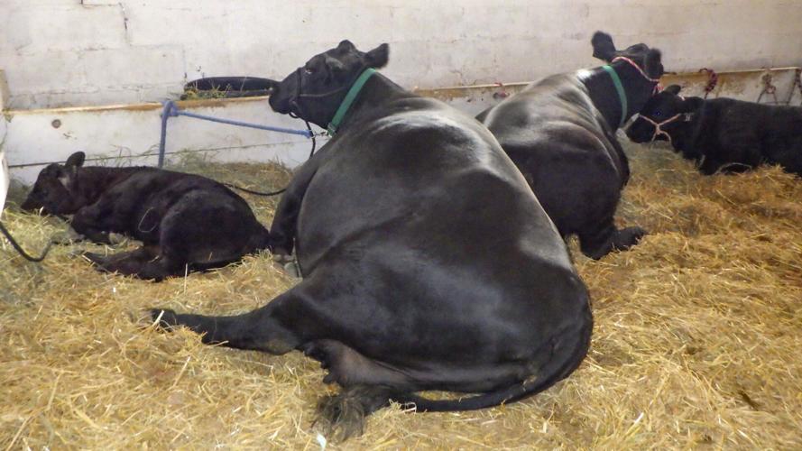 Cows