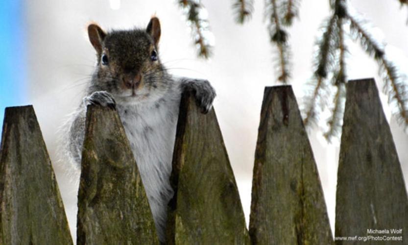 Squirrel climbs fence