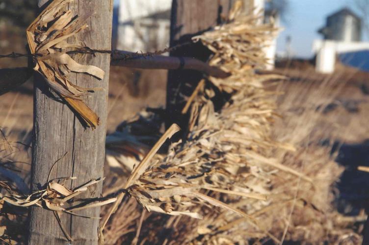 Corn residue 2.jpg