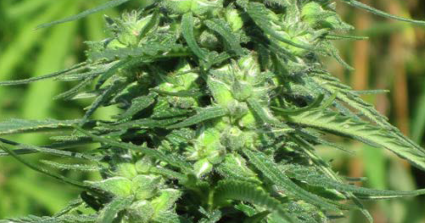 Female hemp plant