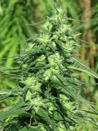 Female hemp plant