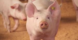 Pigs in the farm