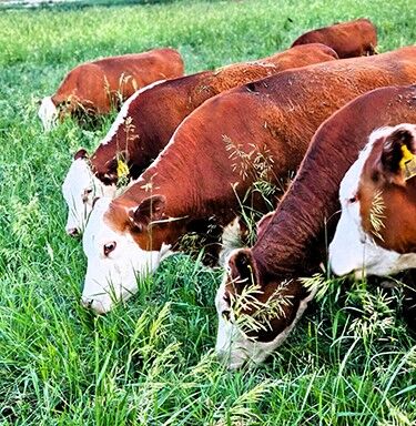 Pasture walk PIC 0530isu