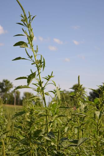 waterhemp