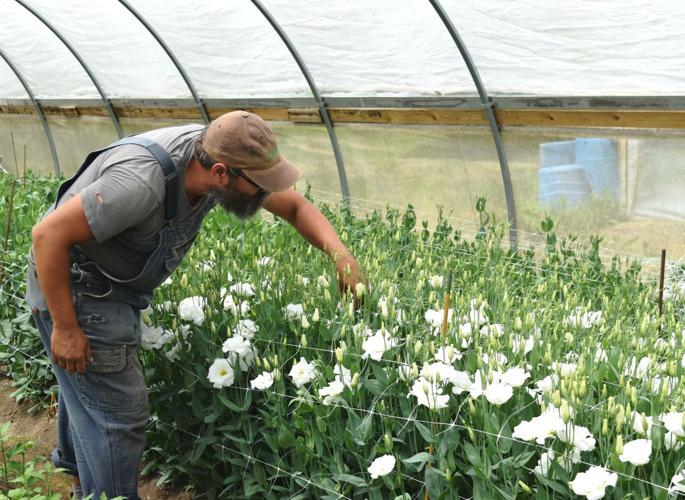 Hans Larsen with lisianthus