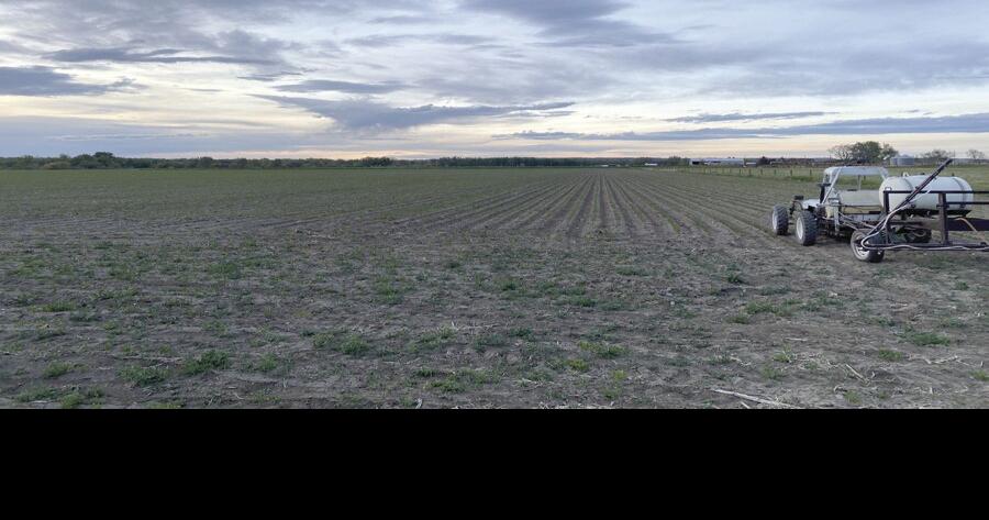 Rainfall in Huntley delays field work Greg Gabel | Producer ...