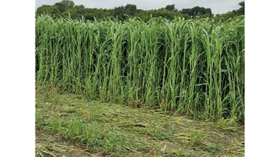 Weather Events Create Need For Grazing Silage Options Crop