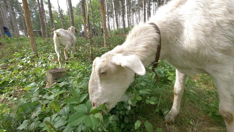 Goats in silvopasture