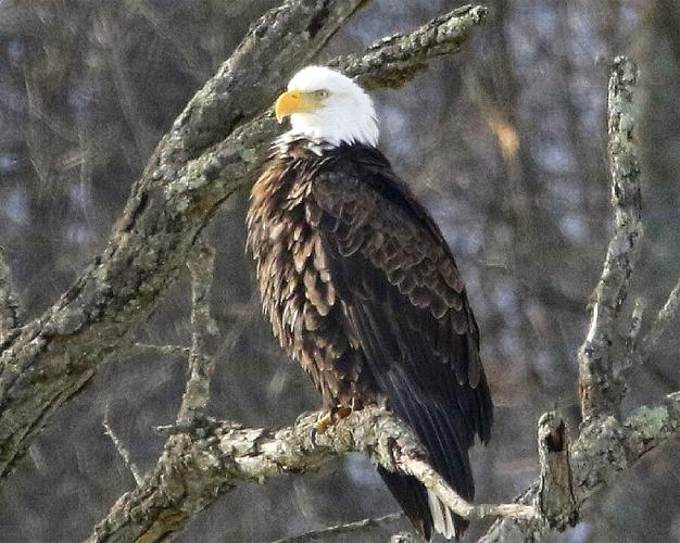 Bald eagle