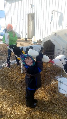 Neah and Garrison Zimmermann feed calves