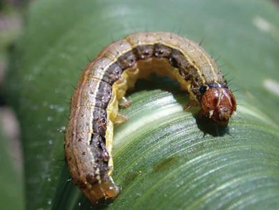 armyworm