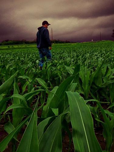 Young farmer in field