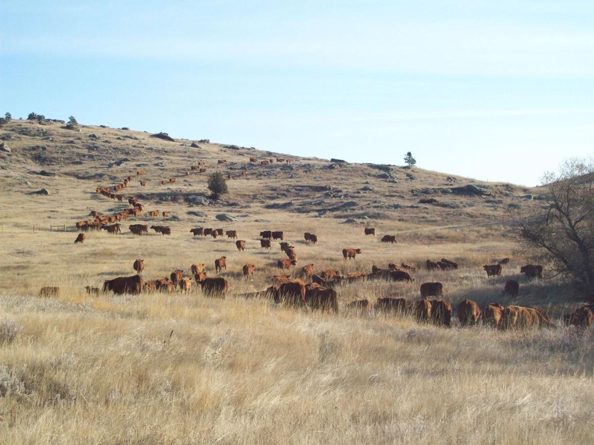 Cattle