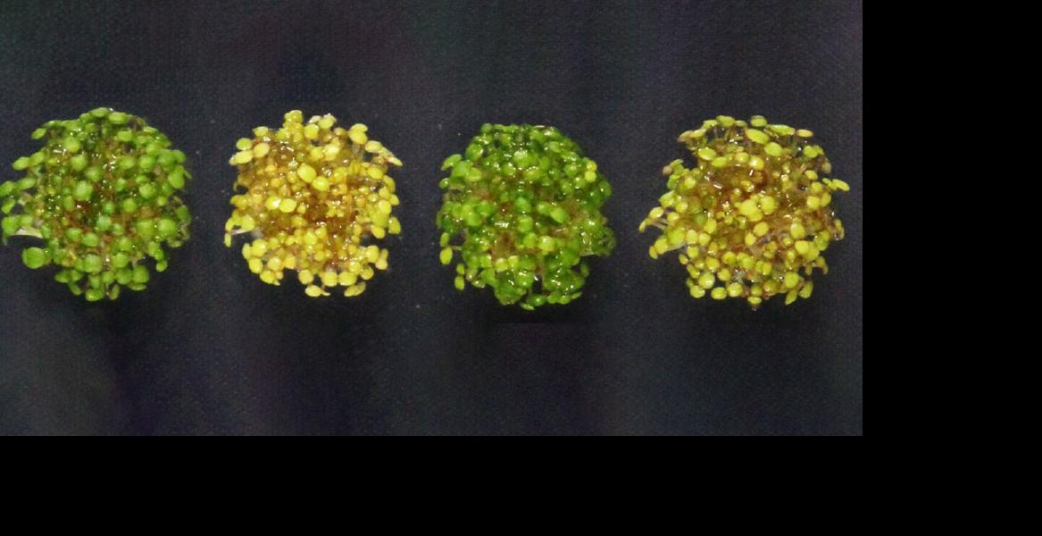 Seedlings