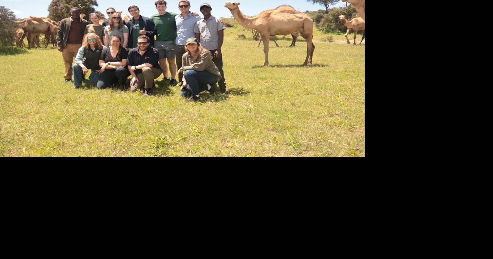 In Kenya: Docile cattle, wild predators and transportation