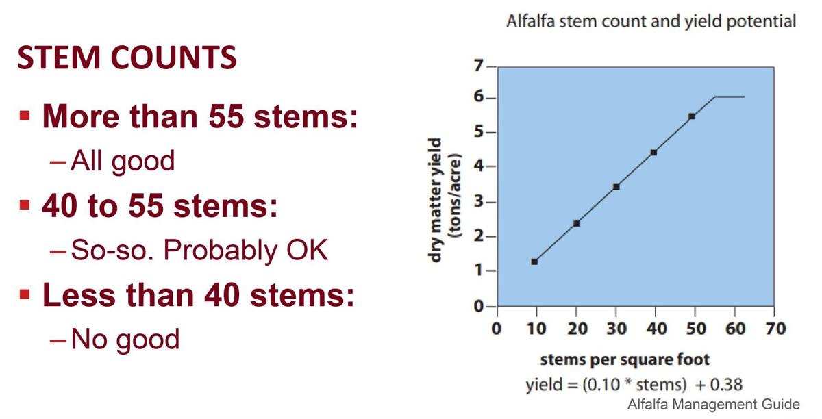 Stem Counts