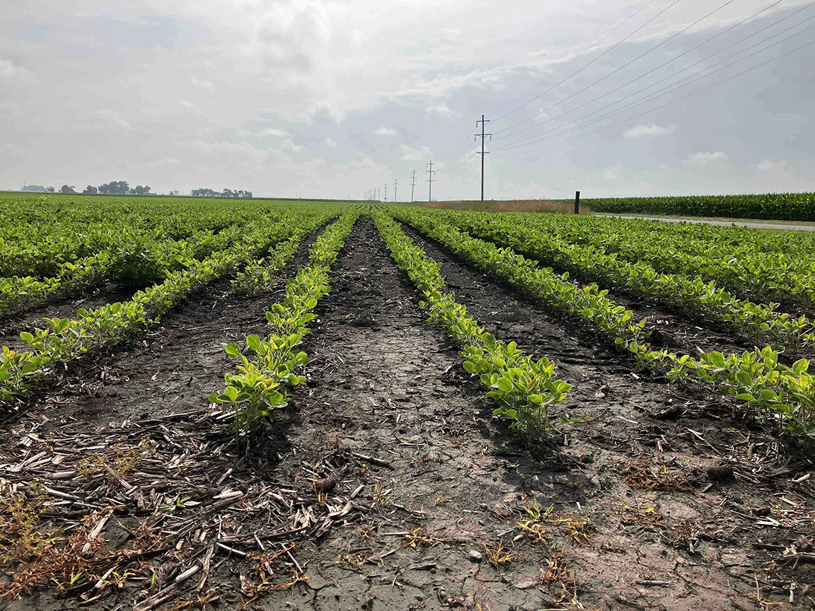 Soybean field