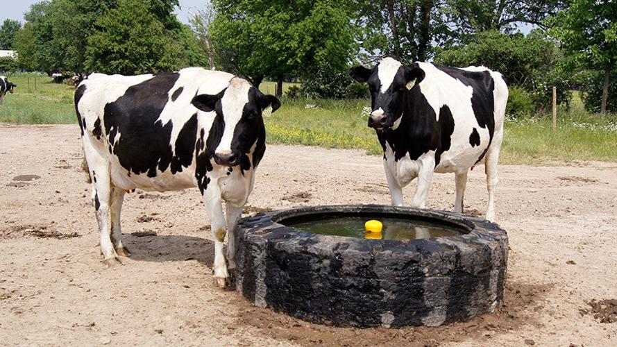 Foremost Dairy Research Center