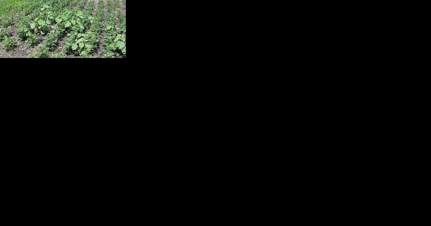 Questions guide farmers' 2024 weed management plans - Vimarsana News