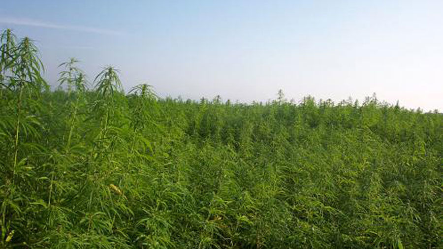 Industrial hemp field