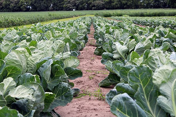 The Backyard Ers Crop Agupdate Com
