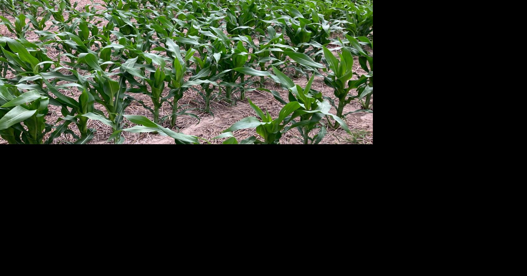 HREC corn population trials