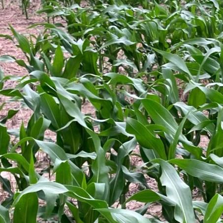 HREC corn population trials