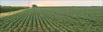 soybean field