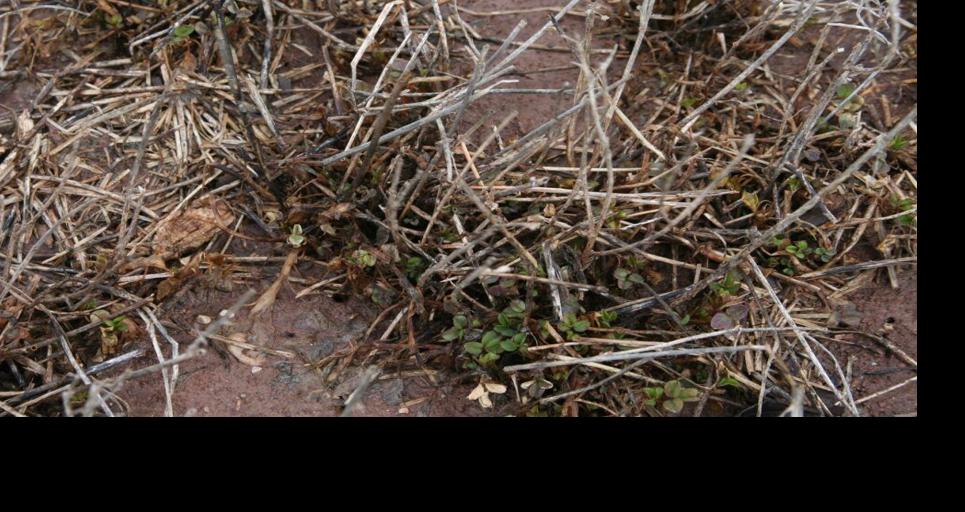 Alfalfa winterkill