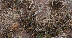 Understand alfalfa winterkill