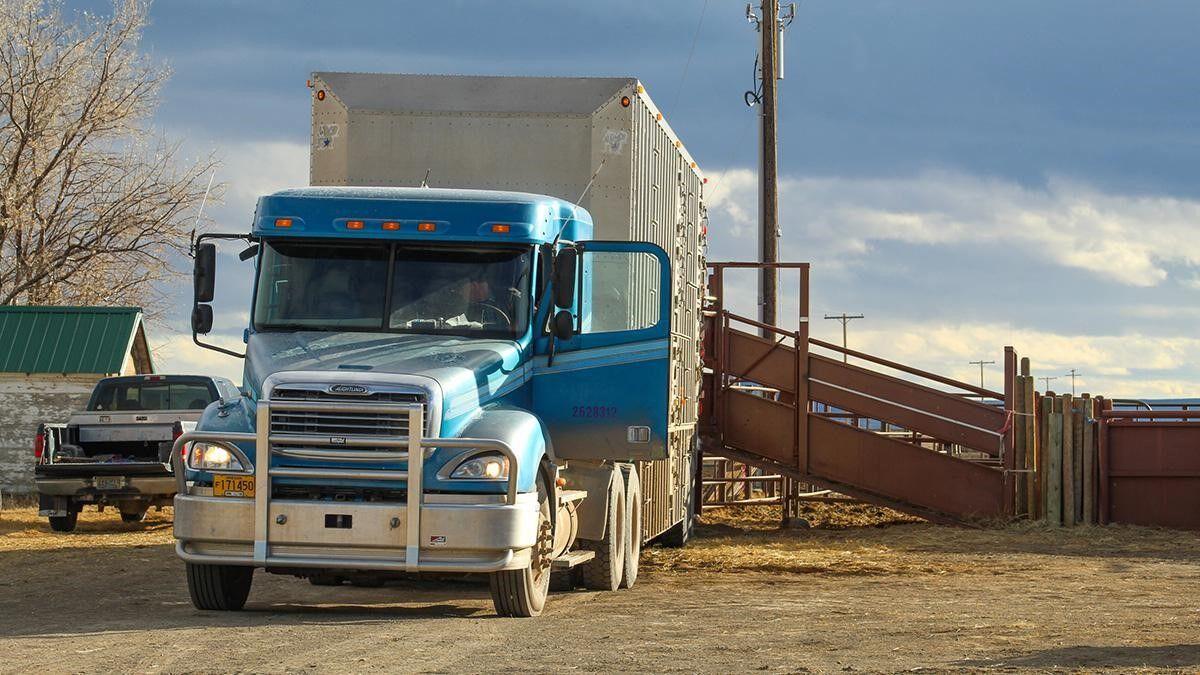 The changing cost of cattle transportation