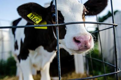 calf at the University of Missouri Foremost Dairy in Columbia