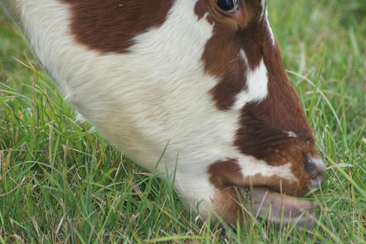 Normande dairy cow