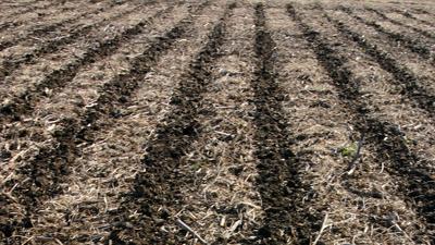 Strip till